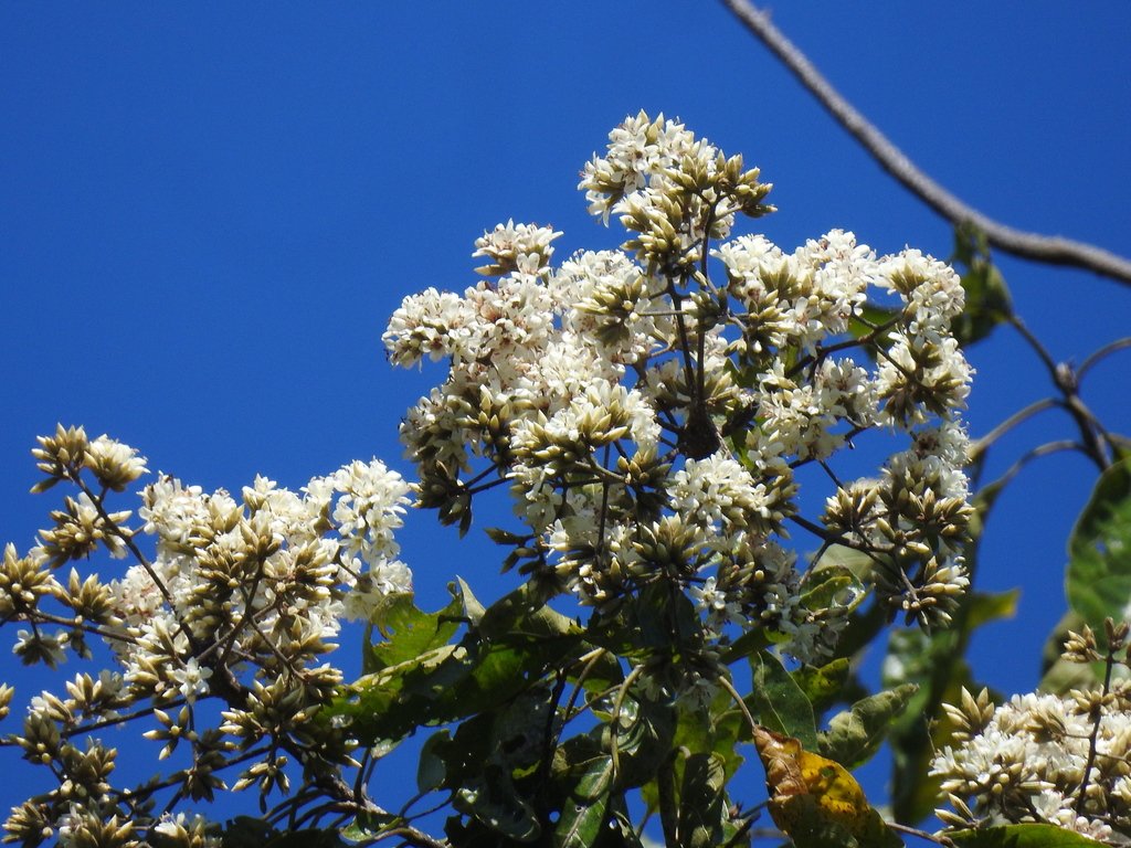 Nogal Cafetero - Vista 2